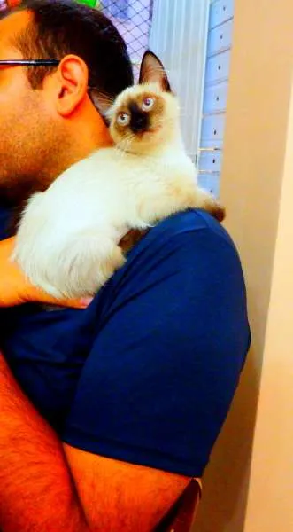 Gato ra a Siamês   idade  nome Pandora