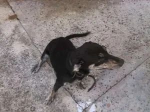 Cachorro raça Labrador misturado idade 2 a 6 meses nome Bluetooth