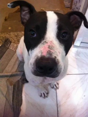 Cachorro raça Pitbull idade 4 anos nome Zeus