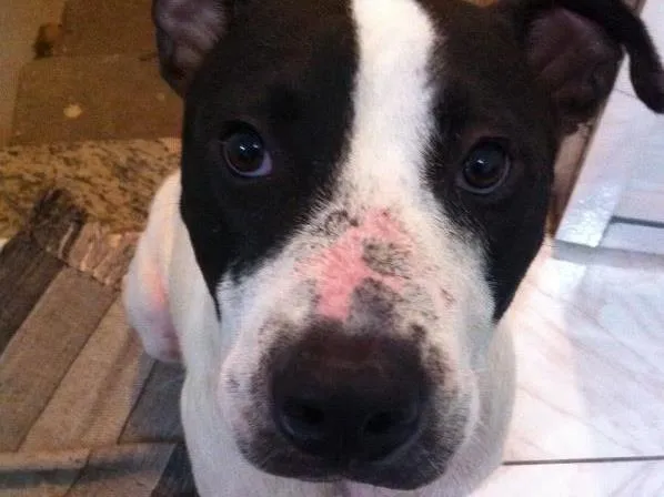 Cachorro ra a Pitbull idade 4 anos nome Zeus