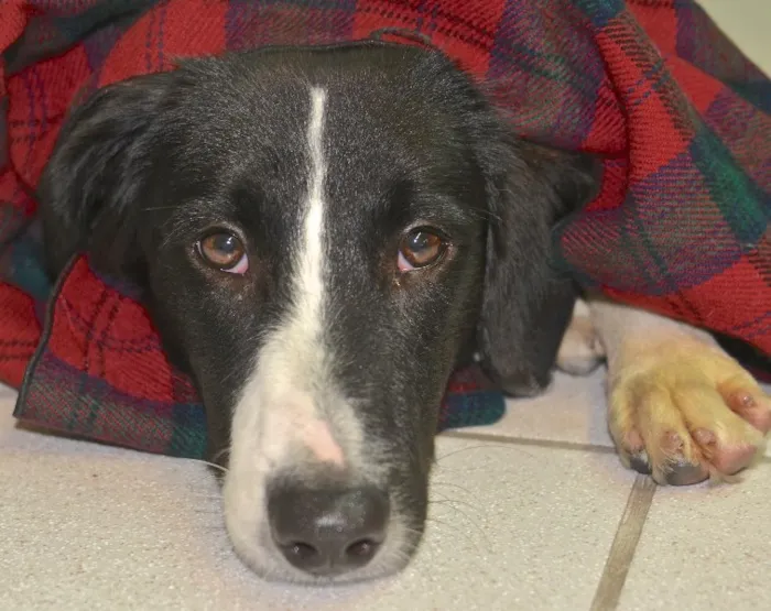 Cachorro ra a  idade 7 a 11 meses nome YAN FILHOTE
