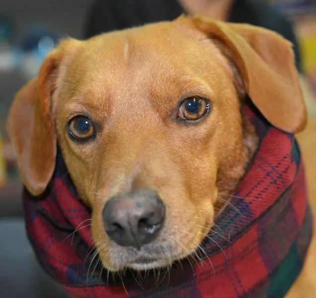 Cachorro ra a  idade 2 anos nome JUCA