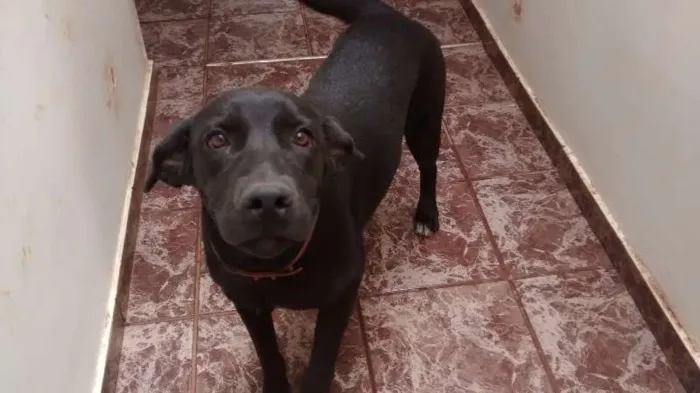 Cachorro ra a SRD idade 7 a 11 meses nome Luna