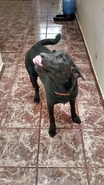 Cachorro ra a SRD idade 7 a 11 meses nome Luna