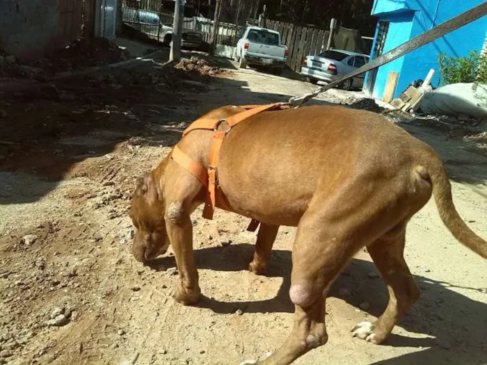 Cachorro ra a Pit-Bull idade 5 anos nome Thor