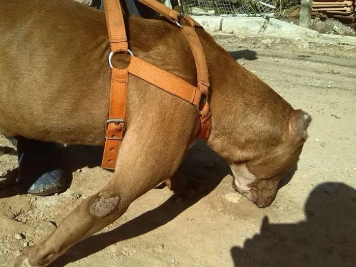Cachorro ra a Pit-Bull idade 5 anos nome Thor