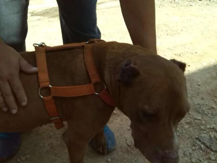 Cachorro ra a Pit-Bull idade 5 anos nome Thor