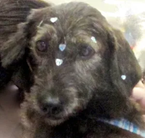 Cachorro raça  idade 4 anos nome LUCY PEQUENA