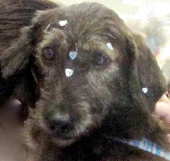 Cachorro ra a  idade 4 anos nome LUCY PEQUENA