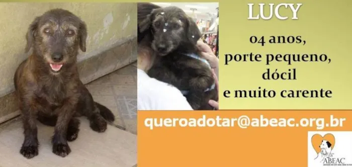 Cachorro ra a  idade 4 anos nome LUCY PEQUENA