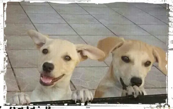 Cachorro ra a SRD idade 2 a 6 meses nome Melo