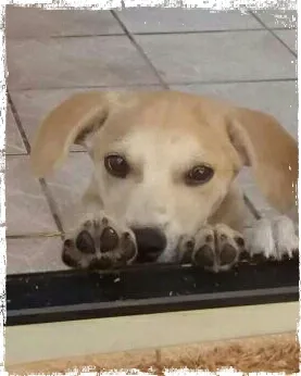 Cachorro ra a SRD idade 2 a 6 meses nome Melo