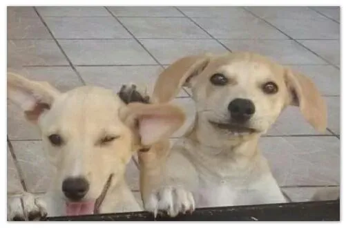 Cachorro ra a SRD idade 2 a 6 meses nome Melo