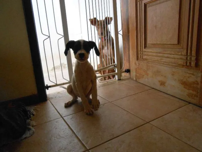 Cachorro ra a Mestiço idade 2 a 6 meses nome Filhotes