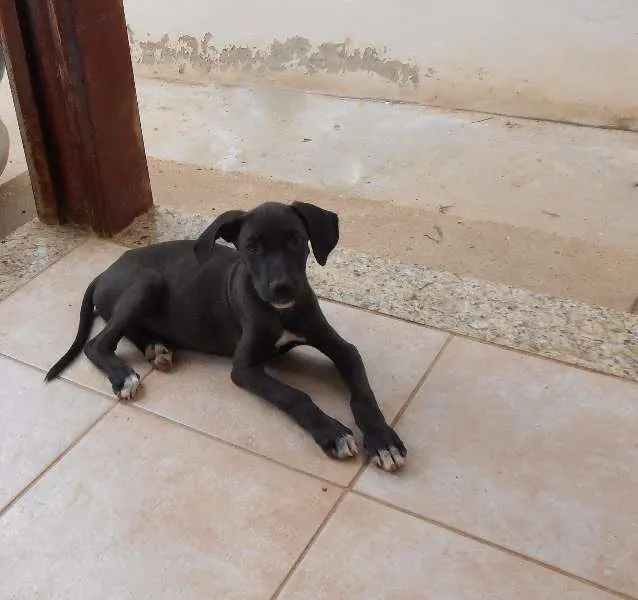 Cachorro ra a Mestiço idade 2 a 6 meses nome Filhotes