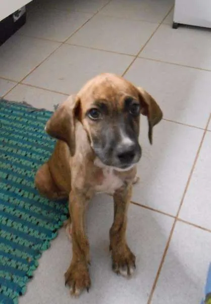 Cachorro ra a Mestiço idade 2 a 6 meses nome Filhotes
