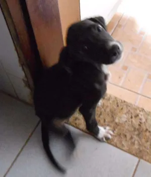 Cachorro raça Mestiço idade 2 a 6 meses nome Filhotes