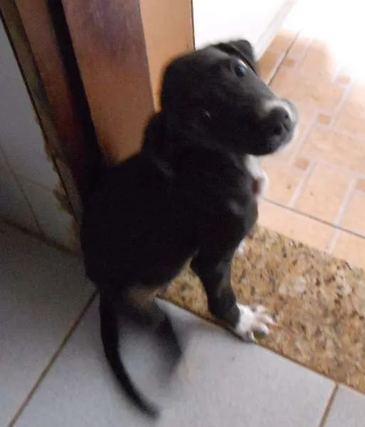 Cachorro ra a Mestiço idade 2 a 6 meses nome Filhotes