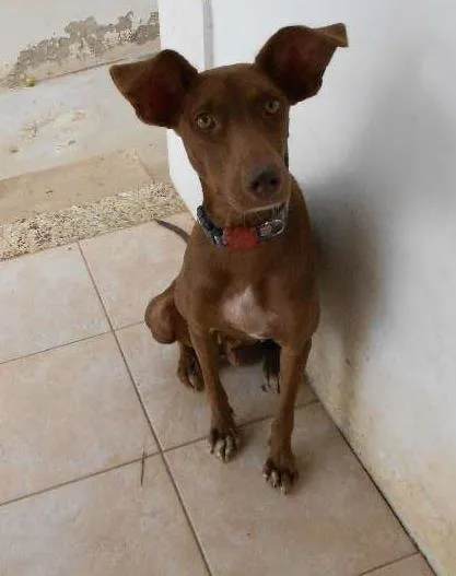 Cachorro ra a Mestiço idade 2 a 6 meses nome Filhotes