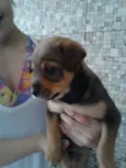 Lindos filhotinhos