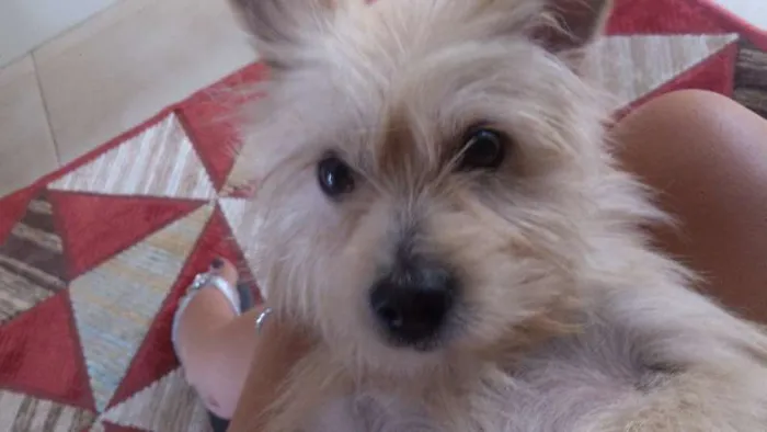 Cachorro ra a SRD idade 1 ano nome Bilu