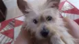 Bilu