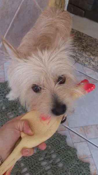 Cachorro ra a SRD idade 1 ano nome Bilu