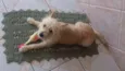 Bilu