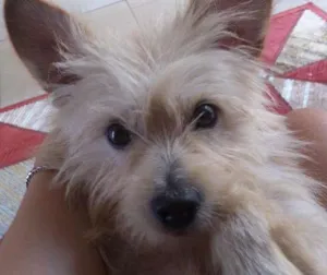 Cachorro raça SRD idade 1 ano nome Bilu