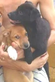 Cachorro raça vira lata idade 2 a 6 meses nome lindas