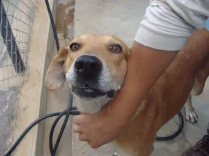 Cachorro raça Desconhecida idade 2 anos nome Desconhecido 