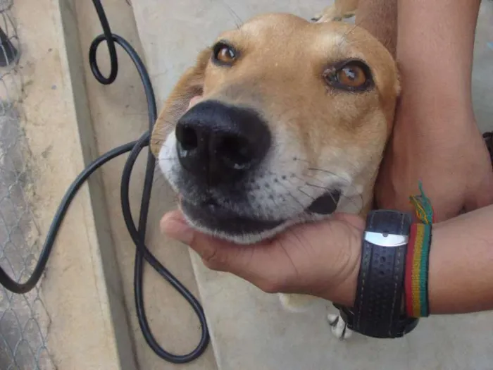 Cachorro raça Desconhecida idade 2 anos nome Desconhecido 