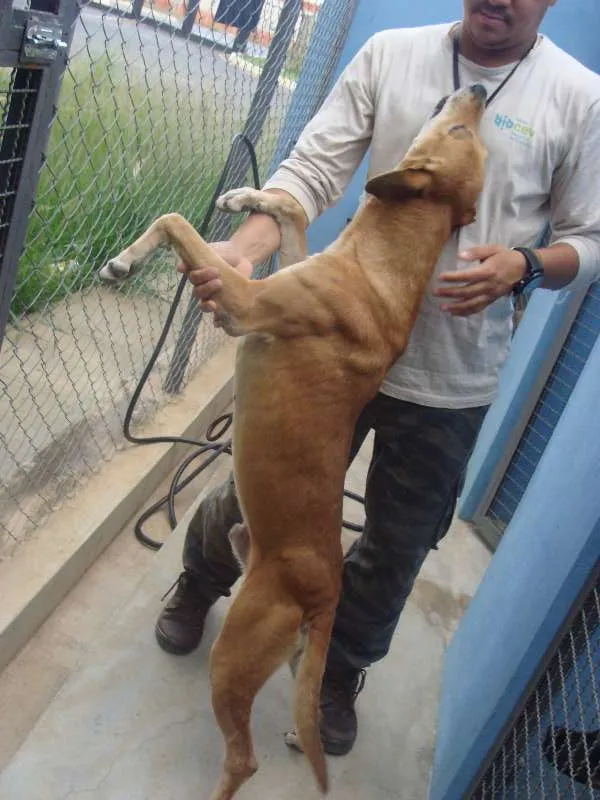 Cachorro raça Desconhecida idade 2 anos nome Desconhecido 