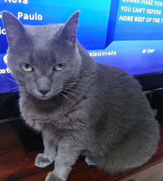 Gato ra a SRD idade 4 anos nome Diversos