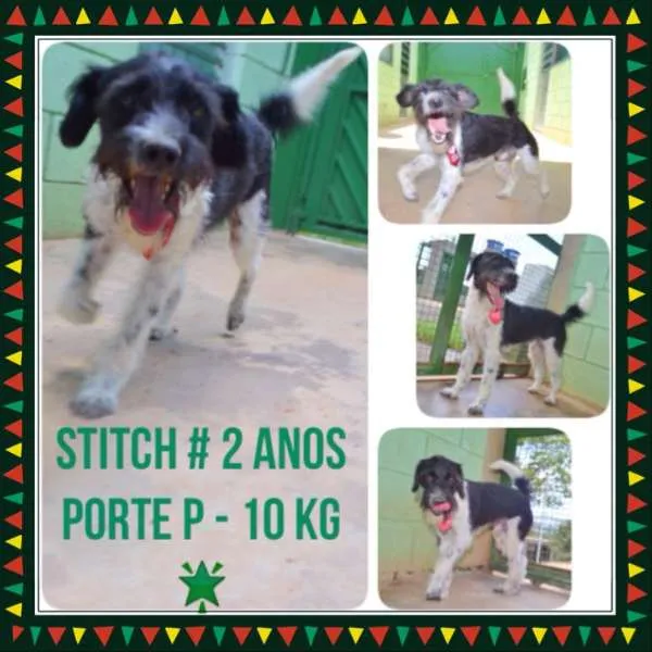 Cachorro ra a SRD idade 2 anos nome STITCH,  rapazinho 