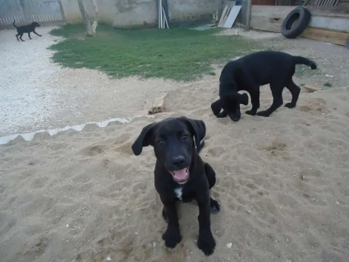 Cachorro ra a Vira-lata idade Abaixo de 2 meses nome Mimosa