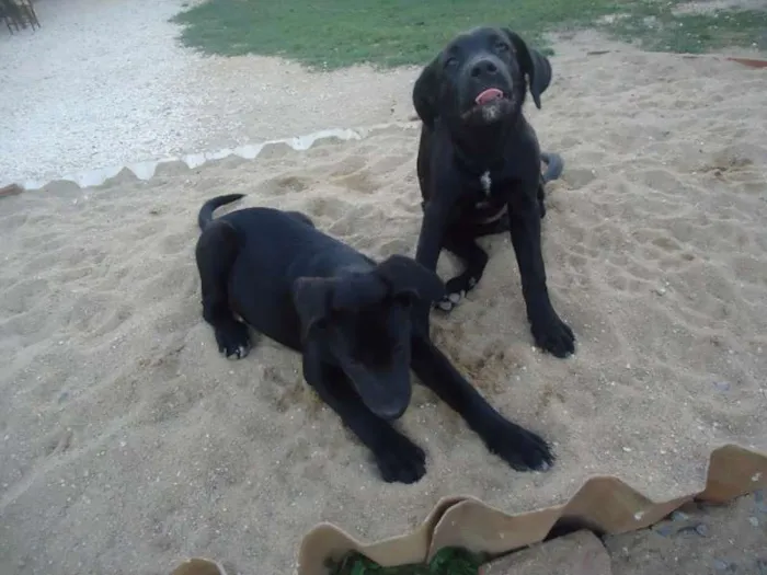 Cachorro ra a Vira-lata idade Abaixo de 2 meses nome Sissi