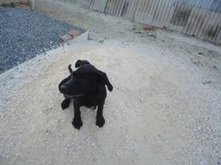 Cachorro ra a vira-lata idade Abaixo de 2 meses nome Amora