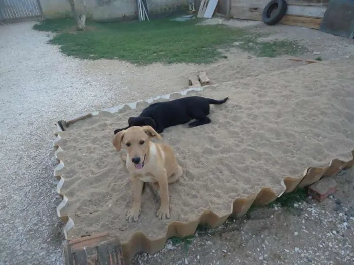 Cachorro ra a vira-lata idade Abaixo de 2 meses nome Amarelinha