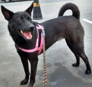 Cachorro raça SRD idade 3 anos nome Kate