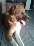 picolé