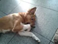 picolé