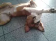 picolé