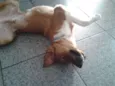 picolé