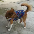 picolé