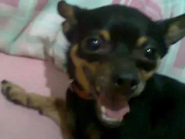 Cachorro ra a Pinscher idade 4 anos nome bilu