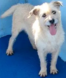 Cachorro ra a  idade 3 anos nome YUCA