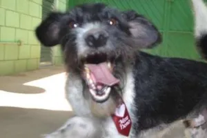 Cachorro raça SRD idade 2 anos nome STITCH,  rapazinho 
