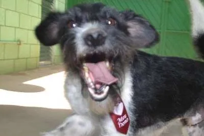 Cachorro ra a SRD idade 2 anos nome STITCH,  rapazinho 