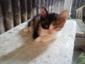 Gato raça sem raça  idade 2 a 6 meses nome varios